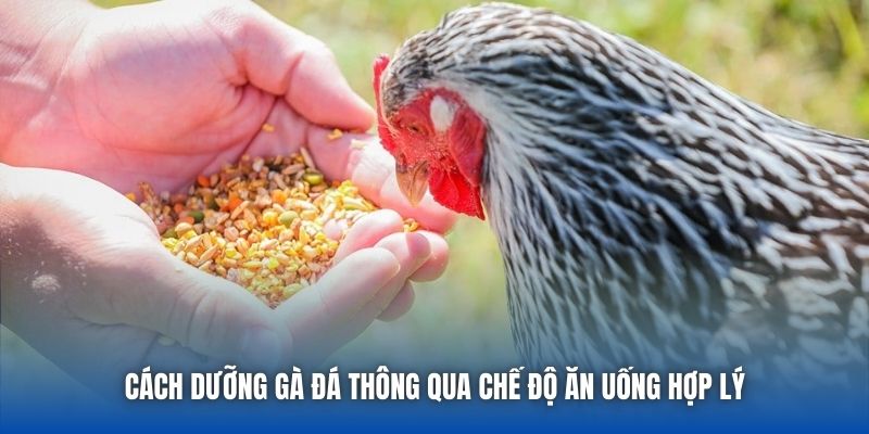 Cách dưỡng gà đá thông qua chế độ ăn uống hợp lý