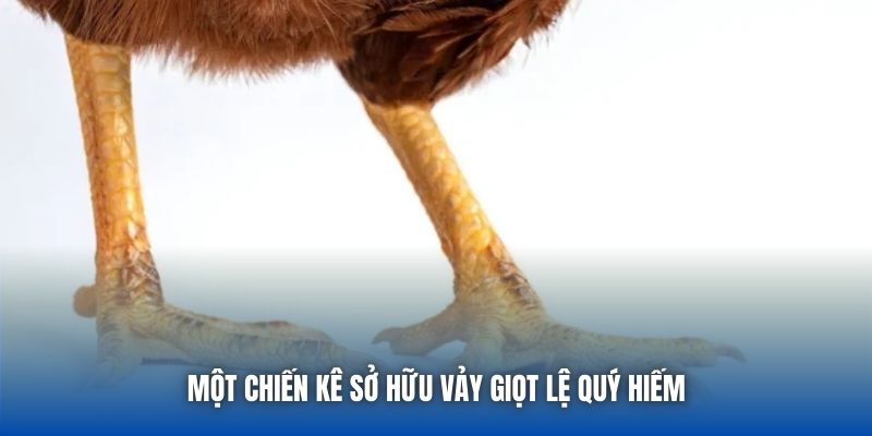 Một chiến kê sở hữu vảy Giọt Lệ quý hiếm